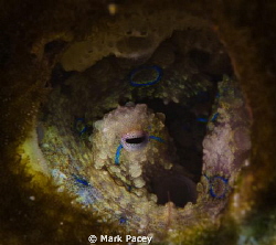 Peek a blue...

Blue ringed octopus peering out of a hole. by Mark Pacey 